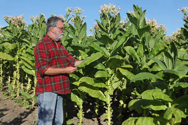 Coltivatore Agronomo Che Esamina Raccoglie Foglie Piante Tabacco Campo — Foto Stock