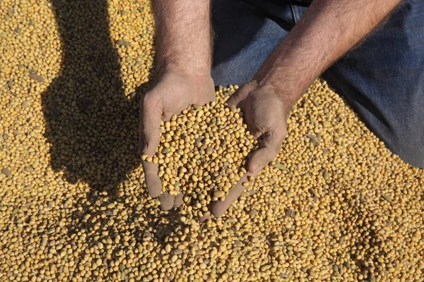 Çiftçi Hasattan Sonra Kirli Soya Tohumlarını Elinde Tutuyor Fasulye Ellerde — Stok fotoğraf