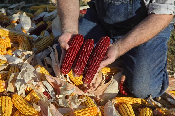 Closeup Farmers Hands Holding Red Corn Cob Heap Crop — Stock Photo, Image