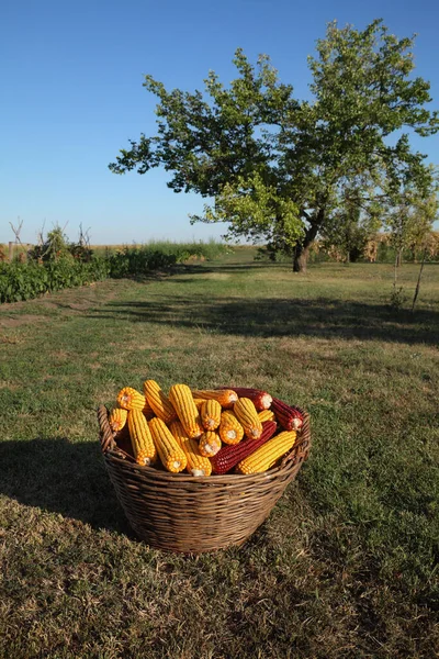 Seasonal Specific Photo Harvested Corn Wicker Basket Yellow Red Corn — Stock Photo, Image