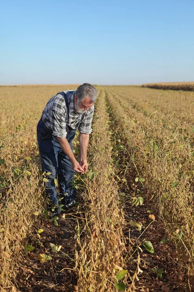 収穫の準備ができている畑で大豆植物を調べる農家や農学者 — ストック写真