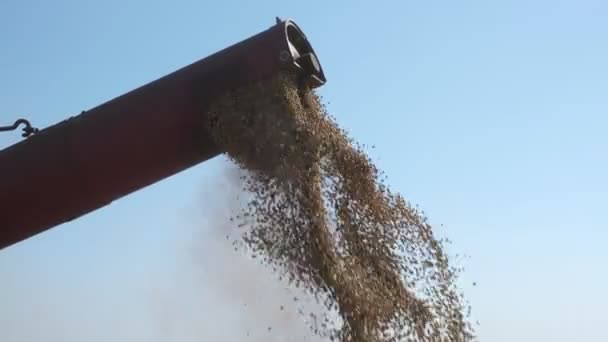 Gros Plan Tarière Grains Moissonneuse Batteuse Soja Récolte Soja Champ — Video