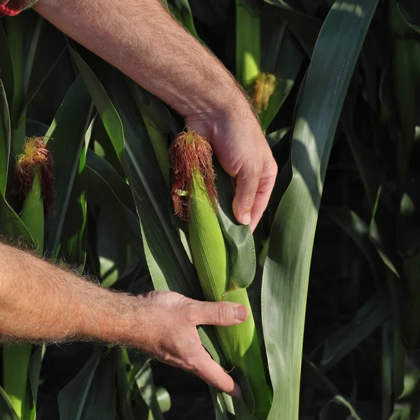 Farmer Agronomist Examine Corn Cob Plant Field Closeup Hands Crop — Stock Photo, Image