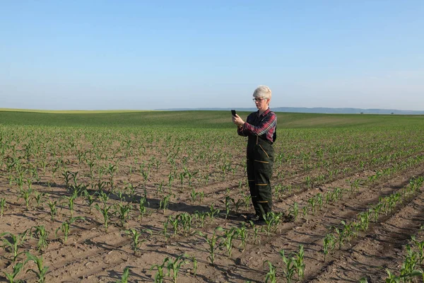 女农民或农艺师通过手机检测田间打字玉米植株的质量 — 图库照片