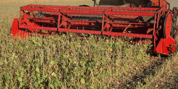 Combineer Het Oogsten Van Sojabonen Uit Planten Het Veld Close — Stockfoto