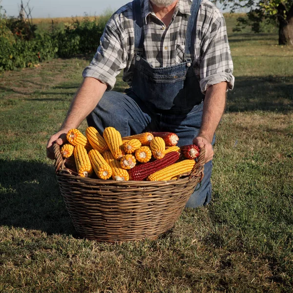 Cesto Adulti Con Pannocchie Mais Gialle Rosse Raccolto Dopo Raccolto — Foto Stock