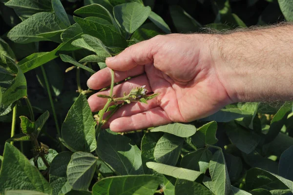 Jordbrukare Eller Agronomer Undersöker Gröna Sojabönor Växt Fält Närbild Hand — Stockfoto