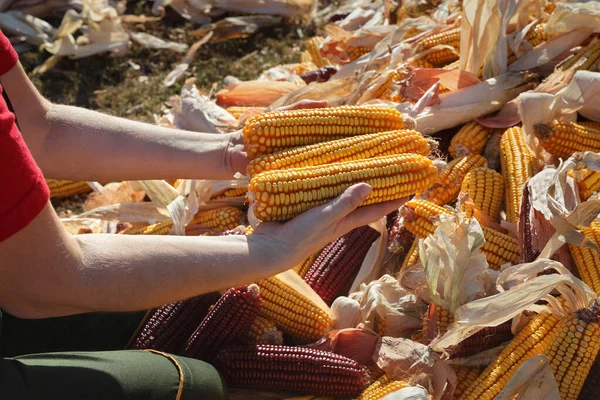 Closeup Farmers Hands Holding Yellow Corn Cob Heap Crop — Stock Photo, Image