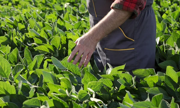 畑の緑の大豆工場に触れ 調査する農家や農学者 — ストック写真