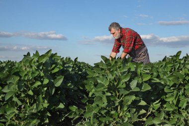 Tarlada çiftçi ya da tarımcı olan yeşil soya fasulyesi planları arka plandaki ekinlere dokunuyor ve onları inceliyor, bitkilere özel olarak odaklanıyor