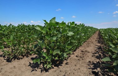 Tarım, tarlada yetiştirilmiş yeşil soya bitkileri, bahar sonu veya yaz başında tarım