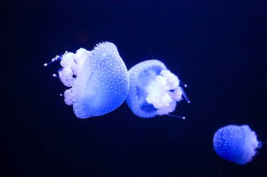 Denizanası koyu suda yüzen parlayan.