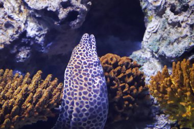 Müren balığı açık ağızlı.