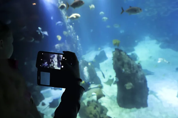 Una mujer dispara un teléfono móvil en el acuario . —  Fotos de Stock