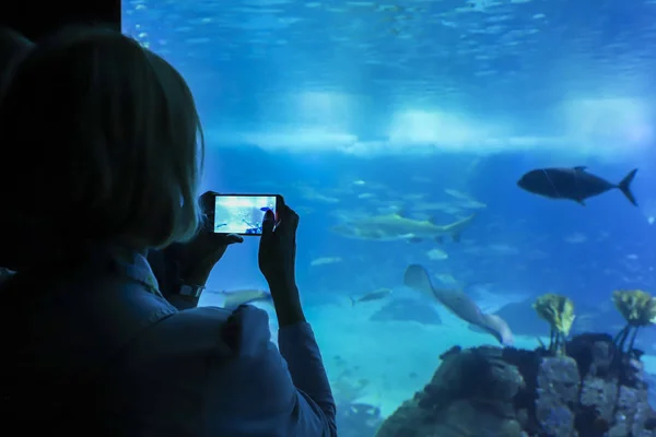 Egy nő lő egy mozgatható telefon-ban akvárium. — Stock Fotó