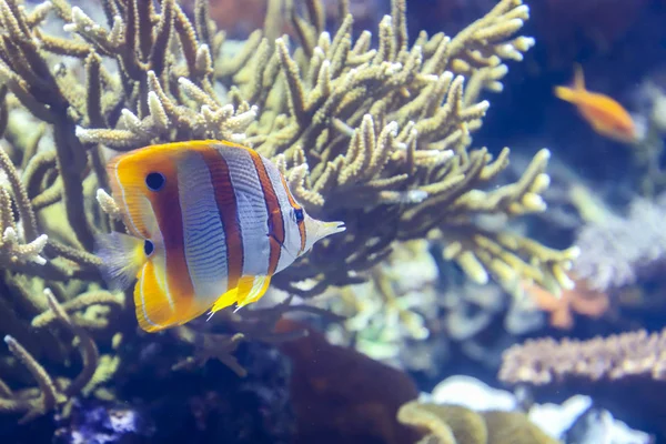 Peces mariposa en el agua oscura . —  Fotos de Stock