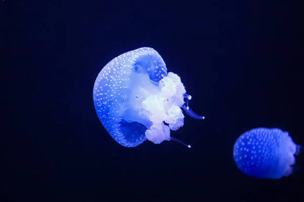 Medusas Brilhantes Nadando Água Escura — Fotografia de Stock