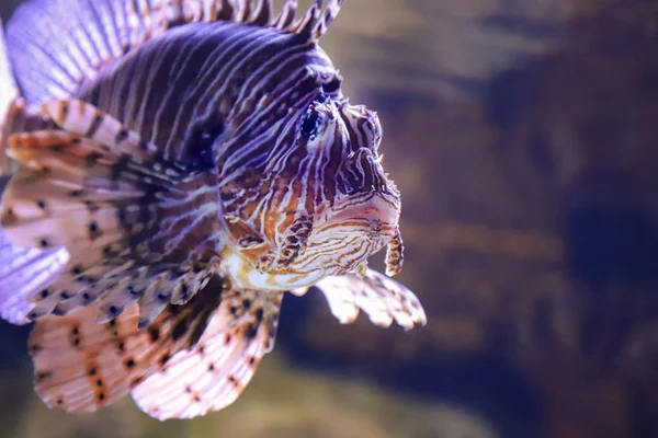 León de peces en el agua oscura . —  Fotos de Stock