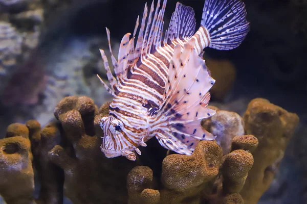 León de peces en el agua oscura . —  Fotos de Stock