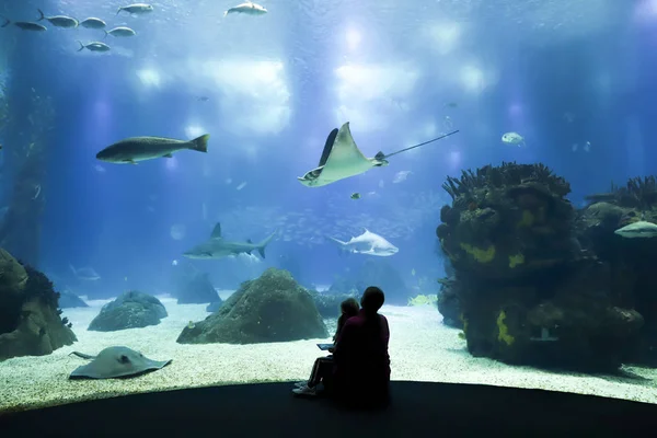 Los niños miran los peces en el acuario . —  Fotos de Stock