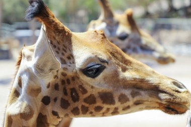 Zürafa'nın kafası, yakın. 