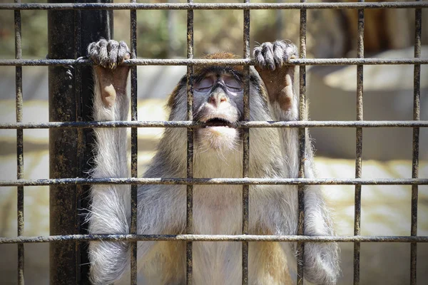 Unhappy sad monkey in a cage.