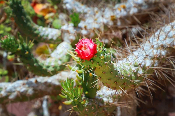 Blooming prickly cactus in the desert — Stock Photo, Image