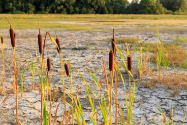 sıcak aşırı yaz hava kuraklık ile ağaçların içinde belgili tanımlık geçmiş ile toprak kırık sonra göl kurutulmuş