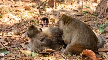 çılgın saç modeli ile yeni doğan bebek maymun