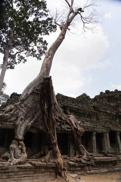 巨大的白树生长在卡姆倒塌寺庙的石头废墟上 — 图库照片