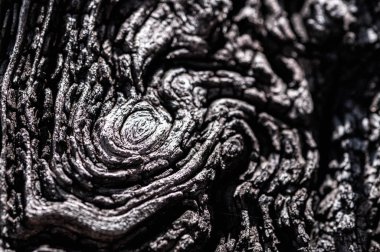 Ağaç kabuğu arka planı. Eski ağaç kabuğu dokusu. Sert, ağaçlık yüzey deseni. Makro, kapat..