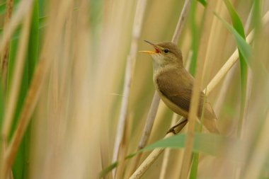 Bayağı kamışçın / kuş türü scirpaceus
