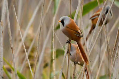 Baştankara sakallı / Panurus biarmicus