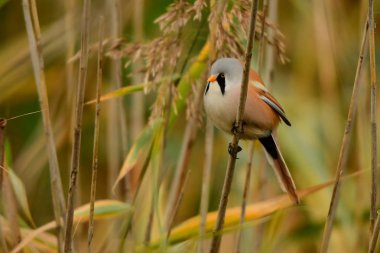 Baştankara sakallı / Panurus biarmicus