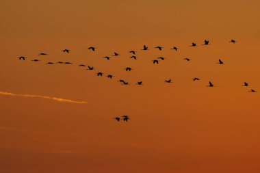 Vinçler uçan (grus grus), gündoğumu. Hortabagy Milli Parkı. Macaristan