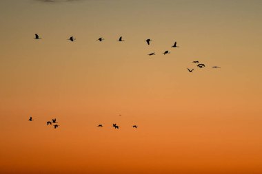 Vinçler uçan (grus grus), gündoğumu. Hortabagy Milli Parkı. Macaristan