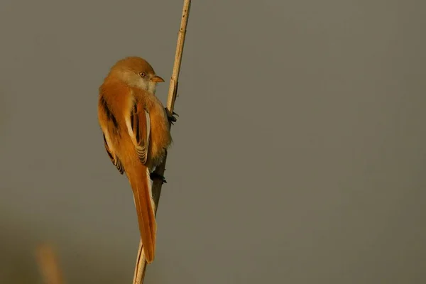 Bärtiger Riedling Panurus Biarmicus — Stockfoto