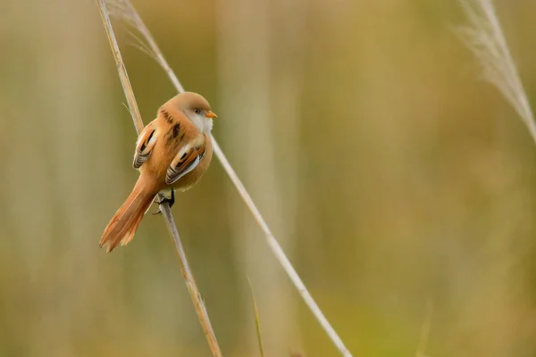 Reedling Met Baard Panurus Biarmicus — Stockfoto