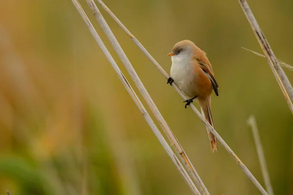 Reedling Met Baard Panurus Biarmicus — Stockfoto