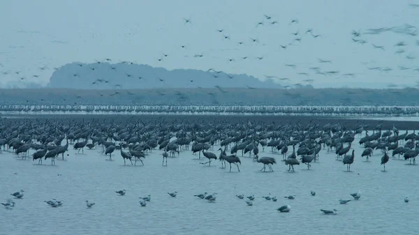 Kraniche Grus Grus Auf Dem Feuchtgebiet Hortobagy Nationalpark Ungarn — Stockfoto