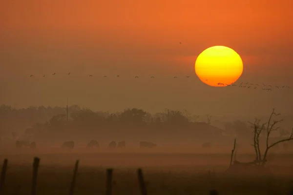 Wschód Słońca Nad Mokradłami Park Narodowy Hortobagy Węgry — Zdjęcie stockowe