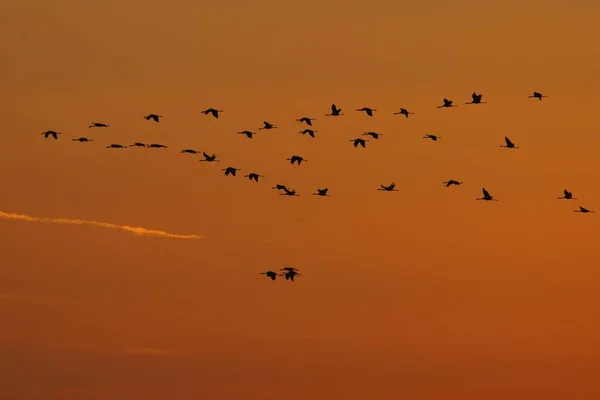 Pływające Dźwigi Grus Grus Wschodzie Słońca Park Narodowy Hortabagy Węgry — Zdjęcie stockowe