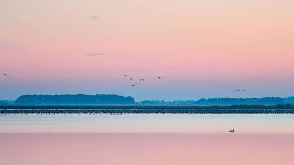 Vinçler Grus Grus Sulak Alan Üzerinde Hortobagy Milli Parkı Macaristan — Stok fotoğraf