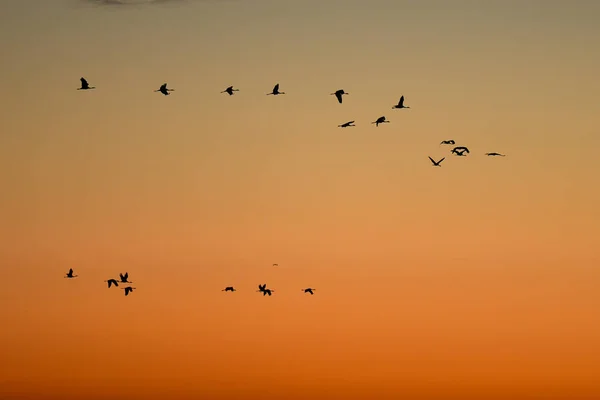 Pływające Dźwigi Grus Grus Wschodzie Słońca Park Narodowy Hortabagy Węgry — Zdjęcie stockowe