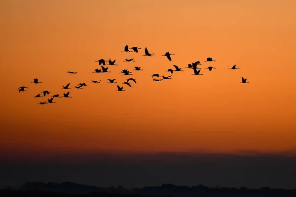 Pływające Dźwigi Grus Grus Wschodzie Słońca Park Narodowy Hortabagy Węgry — Zdjęcie stockowe