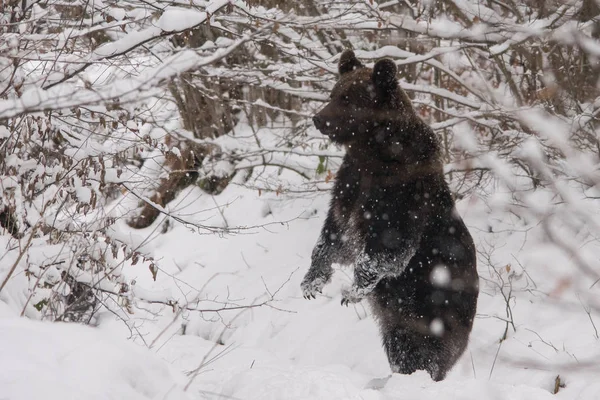 Urso Está Neve Suas Pernas Traseiras Montanhas Bieszczady Polónia — Fotografia de Stock