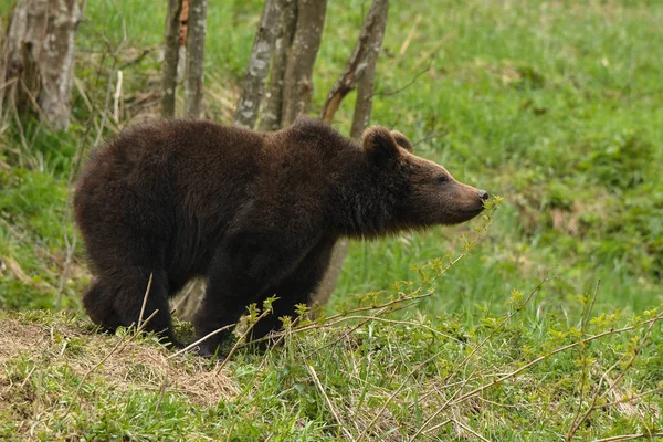 Niedwied Brunatny Ursus Arctos Esce Dalla Foresta Oscura Montagne Bieszczady — Foto Stock