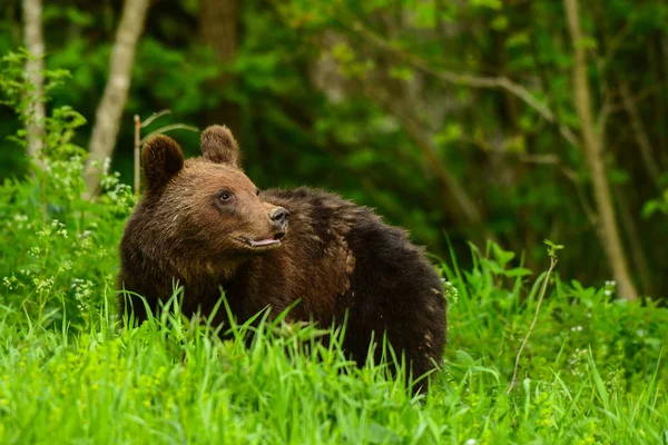 Urso Castanho Ursus Arctos Montanhas Bieszczady Polónia — Fotografia de Stock