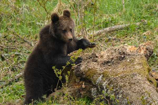 Niedwied Brunatny Ursus Arctos Wychodzi Ciemnego Lasu Bieszczadów Polska — Zdjęcie stockowe