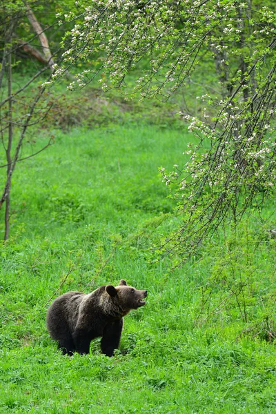Medvěd Hnědý Ursus Arctos Bukovské Vrchy Polsko — Stock fotografie